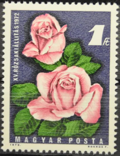 фото, Венгрия Флора Цветы Розы 1973