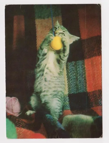 фото, КОТЕНОК с МЯЧИКОМ - КОТ = 1973 г. = БОЛГАРИЯ - БОЛГАРІЯ = п/п