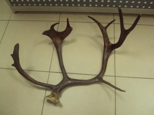 рога северного оленя ссср  №11025 Ціна