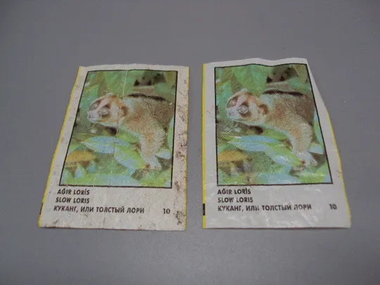 Купити Вкладыши от жвачки CinCin slow loris Animals Cin Cin Turkye фантики Турция куканг лори 2 шт №17901мя