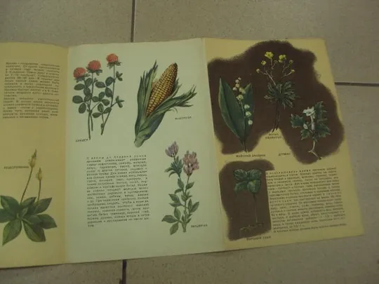 книга альбом разводите кроликов 1961 салапина №13356м Характеристики