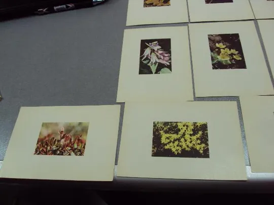 открытка набор цветы 1963 рига 12 шт №10574 Де купити