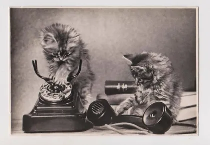 фото, КОТЯТА с ТЕЛЕФОНОМ = ПОЧТОВАЯ КАРТОЧКА - 1956 г. = п/п = тираж 20 тыс. #