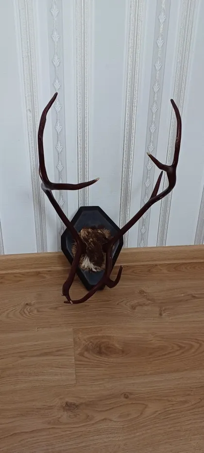 фото, Роги оленя на дерев'яній підставці лаковані.