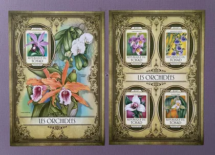 фото, Африка, Чад, 2017, Квіти, Орхідеї ( наявність уточнюйте)