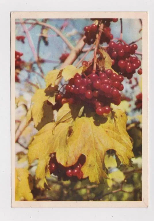 КАЛИНА = 1963 г. = ИГНАТОВИЧ = чистая # Ціна
