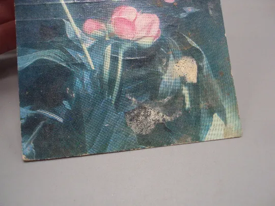 Открытка Поздравляю! цветы пионы фото Л. Данилкина редоктор Печерский 1975 год №17994 Продаж