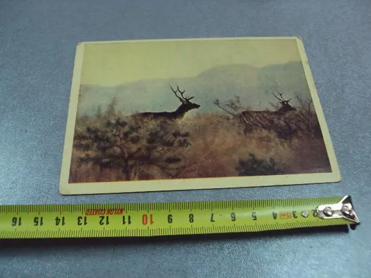 открытка тугайные олени 1958 гиппенрейтера №11035 Ціна