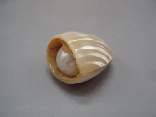 Фигура деталь миниатюра перламутр ракушка, имитация жемчуга размер 3 х 1,7 см, вес 13,02 г №15067 Ціна