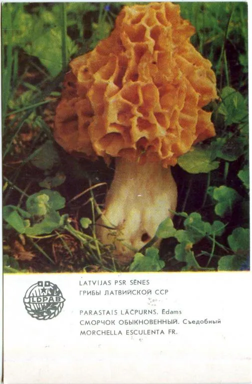 Календарик карманный Сморчок Обыкновенный 1986 Ціна