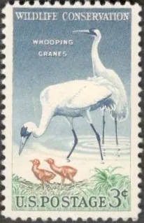 фото, США (USA) 1956 г. ФАУНА. СОХРАНЕНИЕ ДИКОЙ ПРИРОДЫ. ЖУРАВЛИ. СОСТОЯНИЕ ИДЕАЛЬНОЕ. МАРКА С КЛЕЕМ.