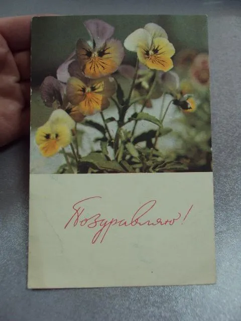 Купити открытка поздравляю анютины глазки 1965 шраде №10933