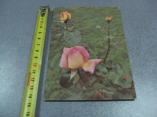 открытка роза 1976 папикьяна №10973 Ціна
