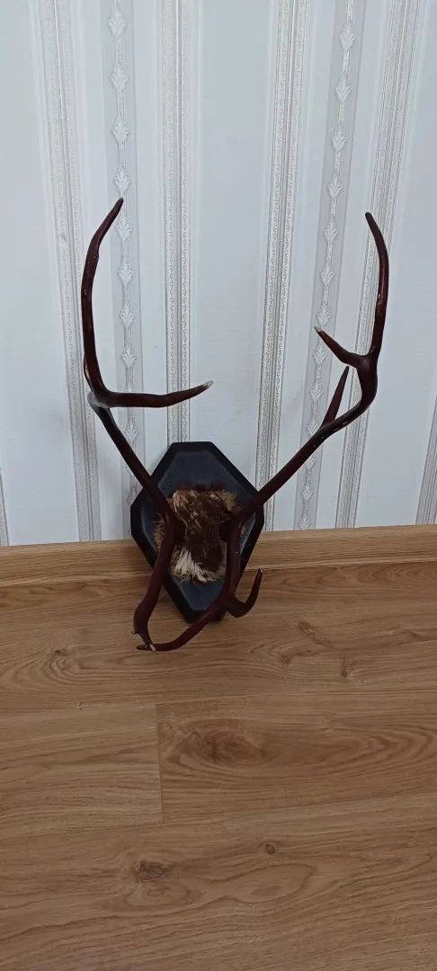 Роги оленя на дерев&#039;яній підставці лаковані. Ціна