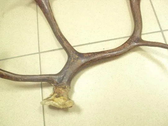 Купити рога северного оленя ссср  №11025