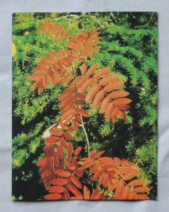 Листівка - Ветка рябины - 1987 рік. Ціна