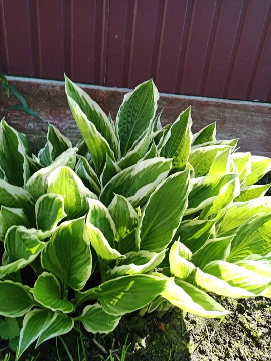 Купити Хвоста з білим обрамленням листка