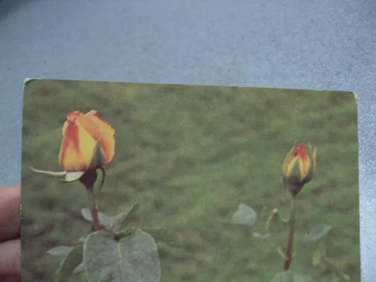Купити открытка роза 1976 папикьяна №10973