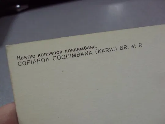 открытка кактус 1985 №1719 Де купити