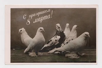 фото, 8 БРЕЗНЯ - 8 МАРТА = ГОЛУБИ = листівка 1960-х р. = г.Кисловодск = чиста =тираж 50 тис.