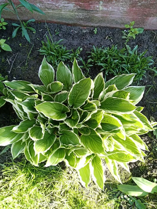 Хвоста з білим обрамленням листка Ціна