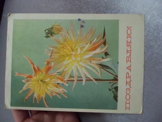 Купити открытка поздравляю георгины 1968 матанова №10930