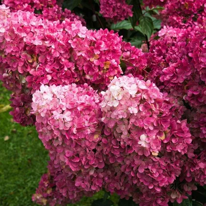 фото, Гортензія Самарська Лідія 2.5 року Фрамбозін Ренсам