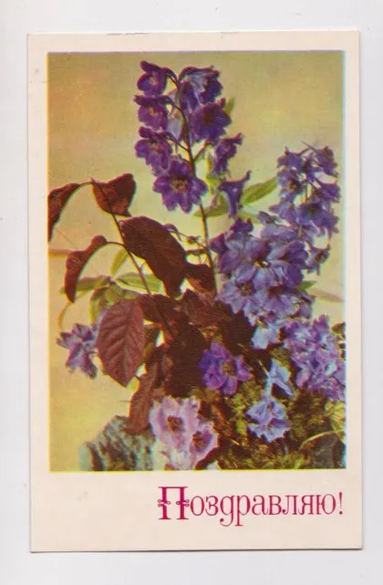 фото, ПОЗДРАВЛЯЮ = 1977 г. = ИГНАТОВИЧ = чистая #
