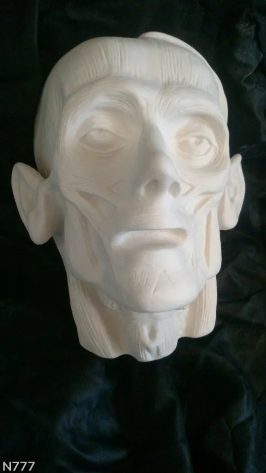 Голова гіпсова екорше З аукціону