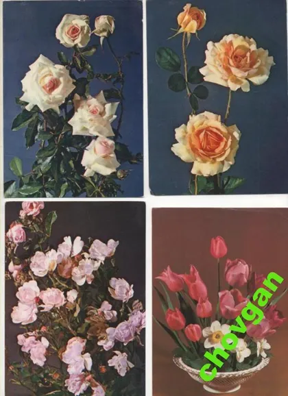 фото, ЦВЕТЫ = 10 разных открыток #