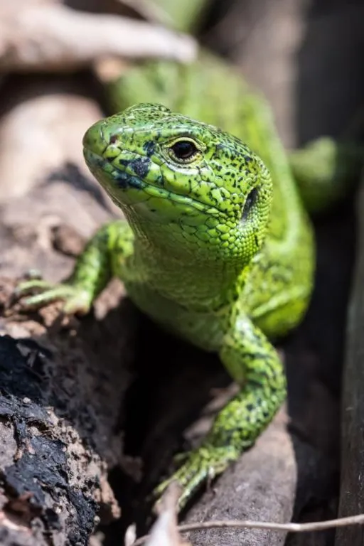 Об&#039;єктив Nikon ED AF Micro Nikkor 200mm 1:4 D Macro Lens Ф62mm для макросъемки 1:1 на полный кадр 24*36 mm Вживане Характеристики