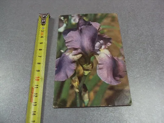 открытка ирис 1976 матанова №10961 Ціна