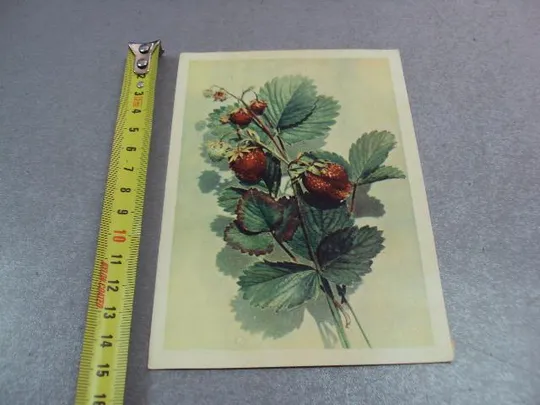 открытка клубника бушкина 1958 №12485 Ціна
