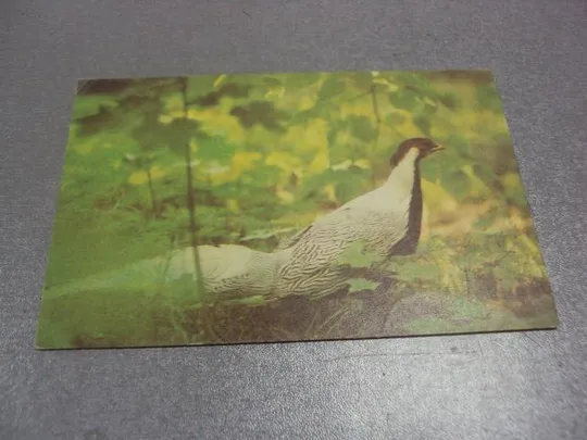 открытка фазан 1980 фогта рига №342 Ціна