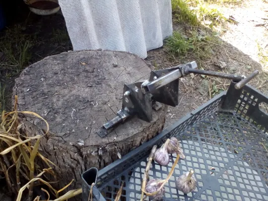 Обрізаємо часник - гуляючи! Продаж