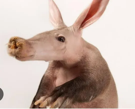 Монета Трубкозуб -аадварк Африканский 1 нгве 1983 года Замбия kd823 Продаж