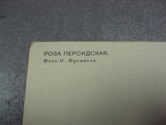 открытка роза френкеля 1977 №1687 Продаж