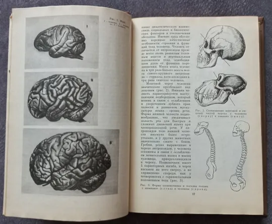 Анатомия человека. Учебник. М.М. Курепина, Г.Г. Воккен З аукціону