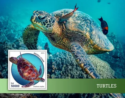 фото, Сьерра Леоне- Черепахи-2019.Чистый полный красивый комплект.MNH.