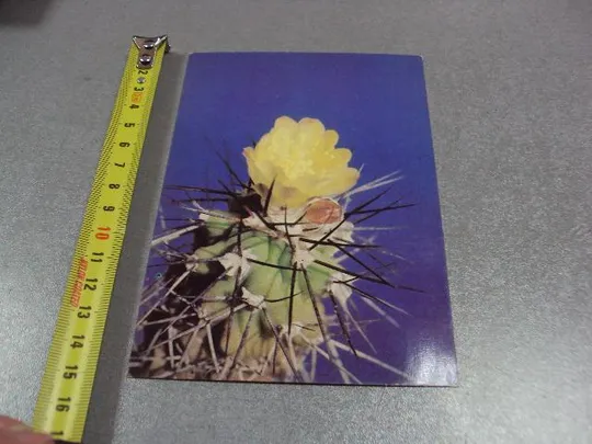 открытка кактус 1985 №1719 Ціна