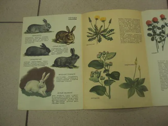 книга альбом разводите кроликов 1961 салапина №13356м Недорого