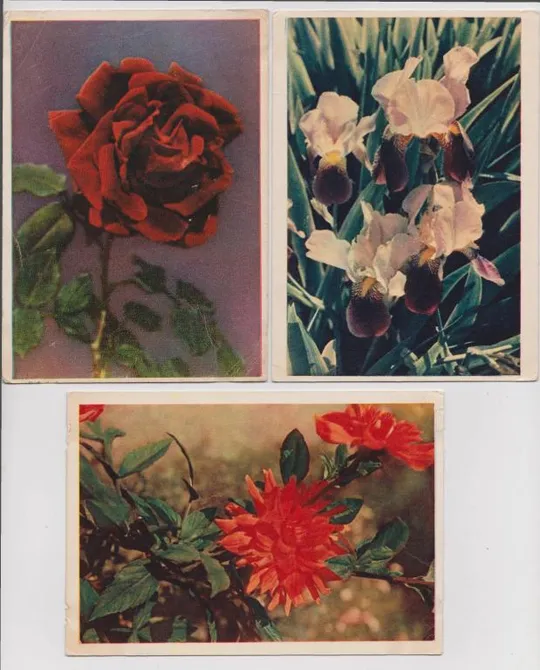 МАК - РОЗЫ - ГЕОРГИНЫ - ИРИСЫ = ЦВЕТЫ = 1961, 1962, 1964 г. = Изд. ПРАВДА = РАСКИН = п/п = 10 шт. # З аукціону