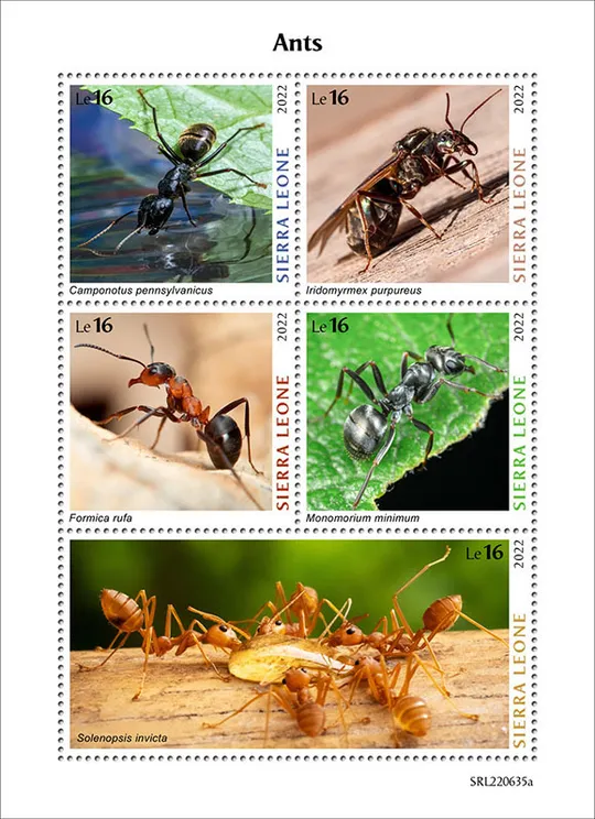 Купити Сьерра Леоне-Муравьи-2022. Чистый полный красивый комплект. MNH.