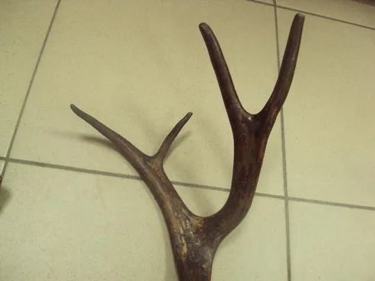 рога северного оленя ссср  №11025 З аукціону