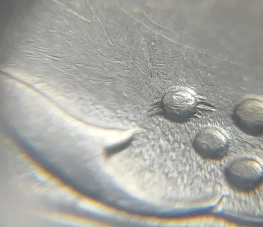 (4866) 5 копійок 1992 гарна викрошка на ягоді в 2 гроні на реверсі, брак "кліщ" (5 копеек 1992) Де купити