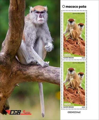 фото, Гвинея Бисау-Обезьяна Патас-2024. Чистый полный красивый комплект. MNH.