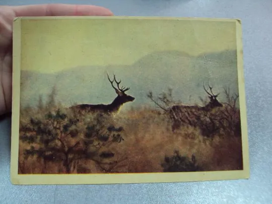 открытка тугайные олени 1958 гиппенрейтера №11035 З аукціону