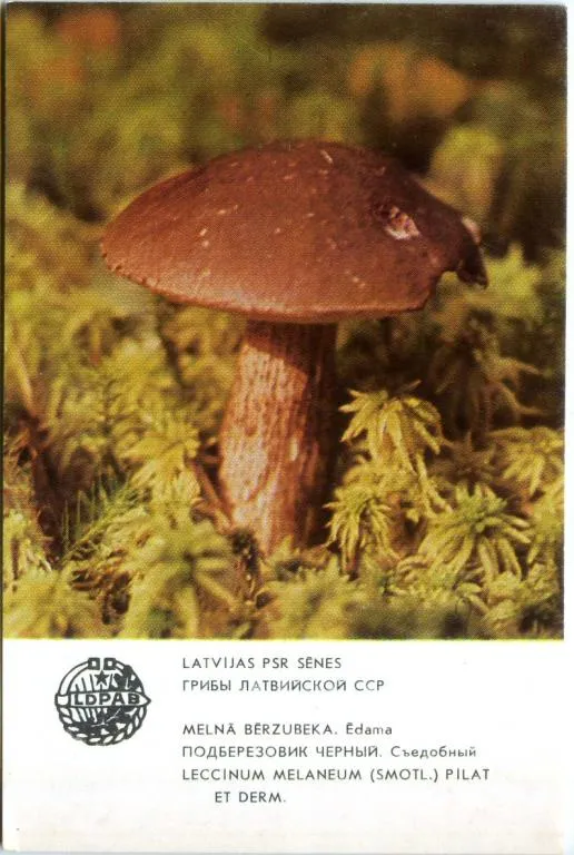 Календарик карманный Подберезовик Черный 1986 Ціна