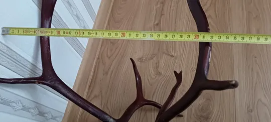 Роги оленя на дерев&#039;яній підставці лаковані. Характеристики