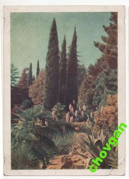 фото, СОЧИ - ДЕНДРАРИЙ = ДМПК 1954 г. = чистая #